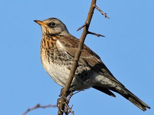 Grive litorne 
&copy; Ren� Dumoulin