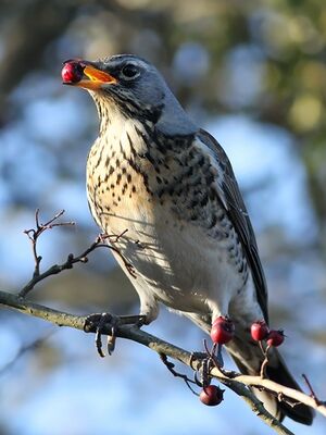 Grive litorne 
&copy; Ren� Dumoulin