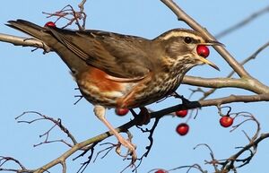 Redwing