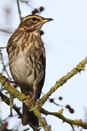 Redwing