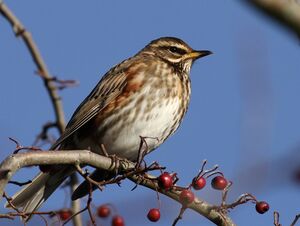 Redwing
