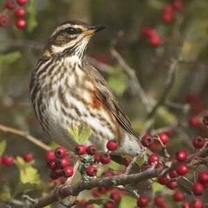 Redwing