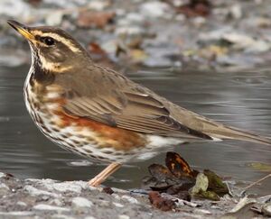 Redwing