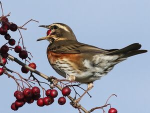 Redwing