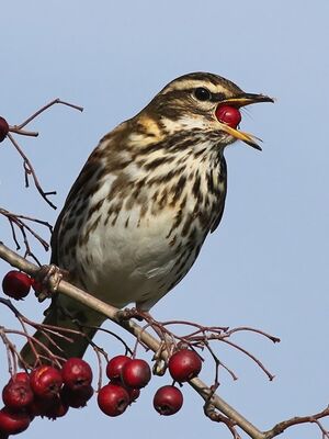 Redwing