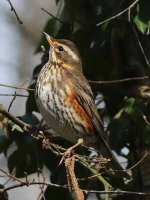 Redwing
