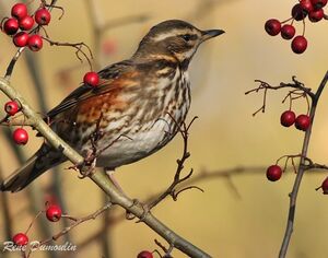 Redwing