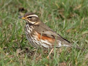 Redwing