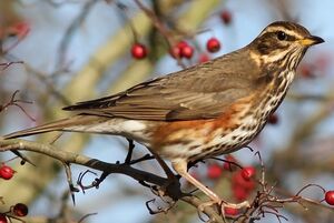 Redwing