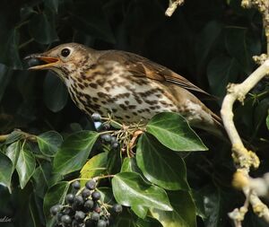 Song Thrush