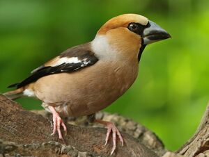 Hawfinch 
&copy; Ren� Dumoulin
