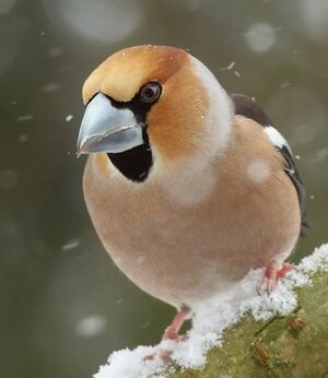 Hawfinch 
&copy; Ren� Dumoulin