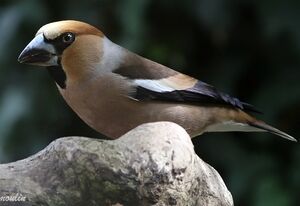 Hawfinch 
&copy; Ren� Dumoulin