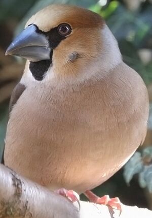 Hawfinch 
&copy; Ren� Dumoulin