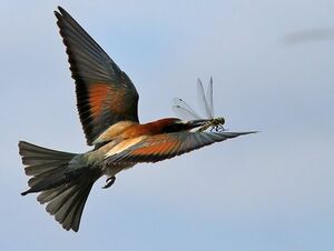 European Bee-eater