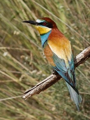 European Bee-eater