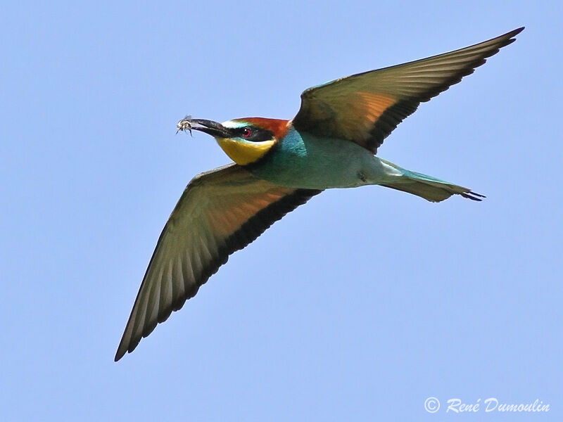European Bee-eater male adult, Flight