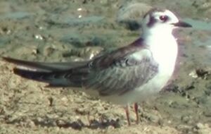 Guifette leucopt�re