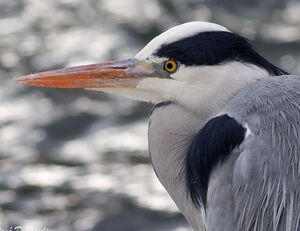 Grey Heron