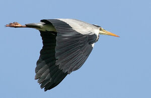 Grey Heron