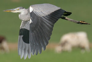 Grey Heron