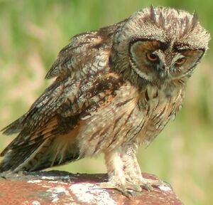 Hibou moyen-duc 
&copy; Ren� Dumoulin