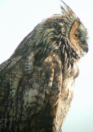 Hibou moyen-duc 
&copy; Ren� Dumoulin