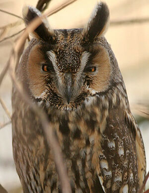 Hibou moyen-duc 
&copy; Ren� Dumoulin