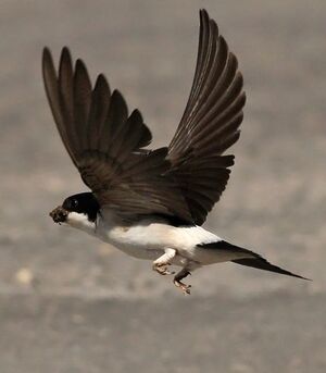 Common House Martin 
&copy; Ren� Dumoulin