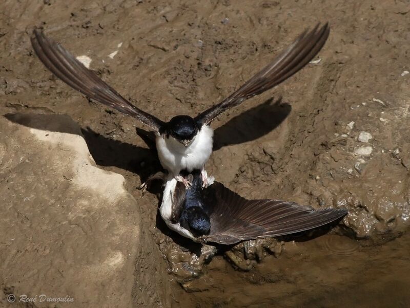 Common House Martin, mating.