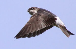 Common House Martin 
&copy; Ren� Dumoulin