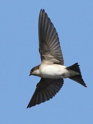 Common House Martin 
&copy; Ren� Dumoulin