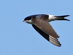 Common House Martin 
&copy; Ren� Dumoulin