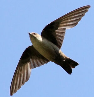 Eurasian Crag Martin 
&copy; Ren� Dumoulin