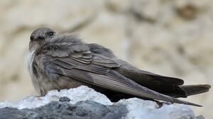 Eurasian Crag Martin 
&copy; Ren� Dumoulin