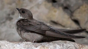 Eurasian Crag Martin 
&copy; Ren� Dumoulin