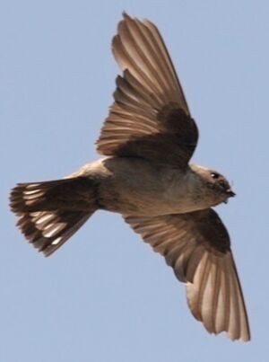Eurasian Crag Martin 
&copy; Ren� Dumoulin