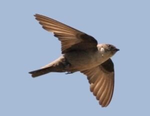 Eurasian Crag Martin 
&copy; Ren� Dumoulin