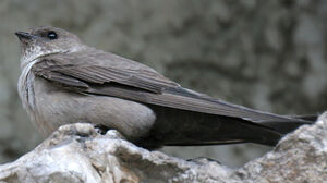 Eurasian Crag Martin 
&copy; Ren� Dumoulin
