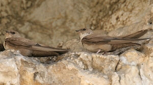 Eurasian Crag Martin 
&copy; Ren� Dumoulin