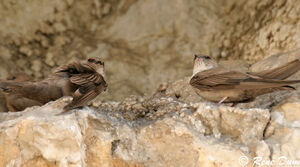 Eurasian Crag Martin 
&copy; Ren� Dumoulin