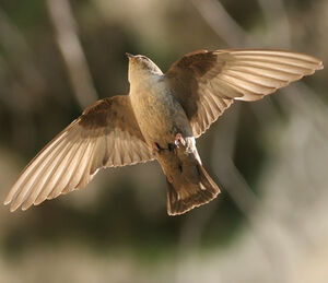 Eurasian Crag Martin 
&copy; Ren� Dumoulin