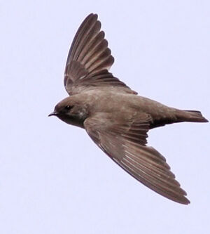 Eurasian Crag Martin 
&copy; Ren� Dumoulin