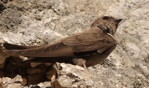 Eurasian Crag Martin 
&copy; Ren� Dumoulin