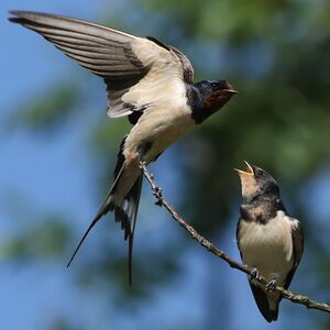 Barn Swallow