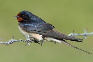 Barn Swallow