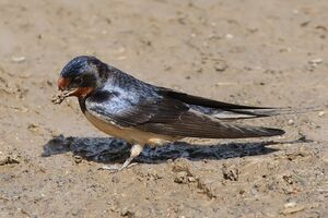 Barn Swallow