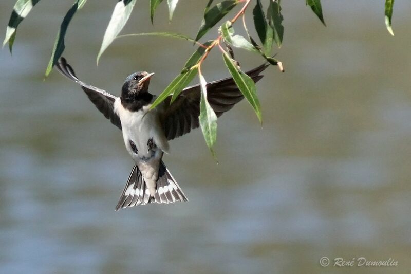 Barn Swallowjuvenile, Flight