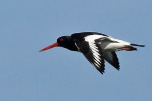 Eurasian Oystercatcher