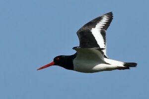 Eurasian Oystercatcher